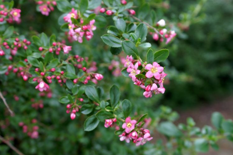Escallonia 'Donard Seedling' Escallonia 'Donard Seedling'