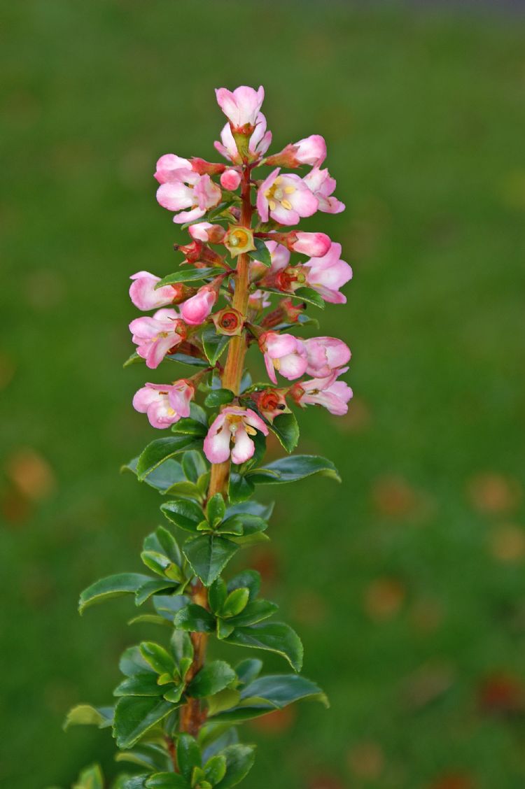 Escallonia 'Apple Blossom' Escallonia 'Apple Blossom'