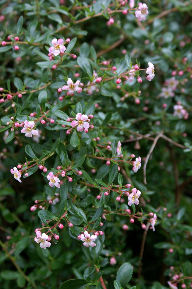 Escallonia 'Edinensis' Escallonia 'Edinensis'