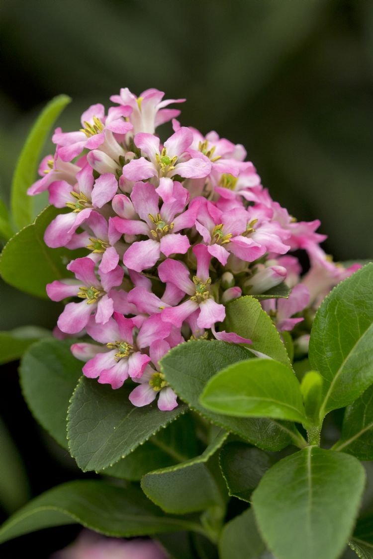 Escallonia laevis 'Lades' (PINK ELLE) Escallonia laevis 'Lades' (PINK ELLE)
