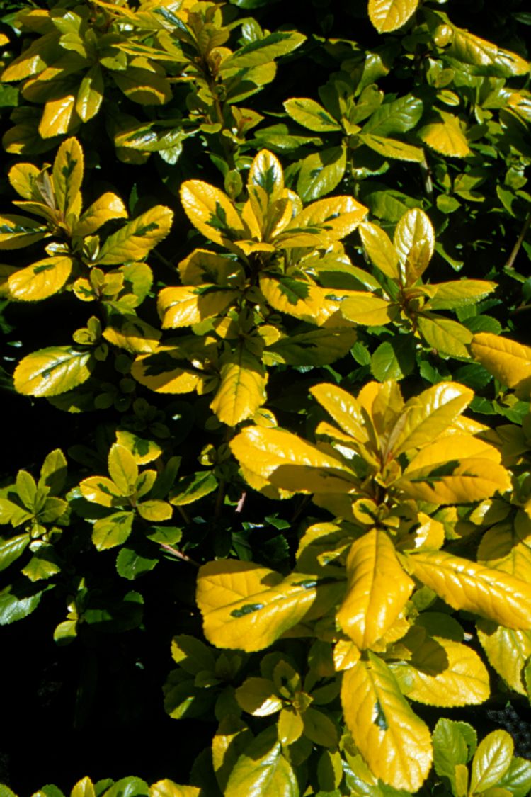 Escallonia laevis 'Gold Ellen' Escallonia laevis 'Gold Ellen'