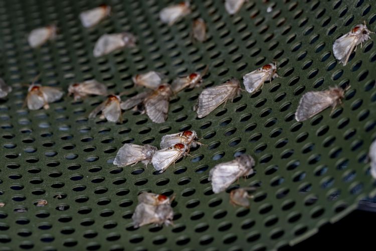 Achtergebleven vlinders in de vlinderfilterkast. Foto: Storix Achtergebleven vlinders in de vlinderfilterkast. Foto: Storix