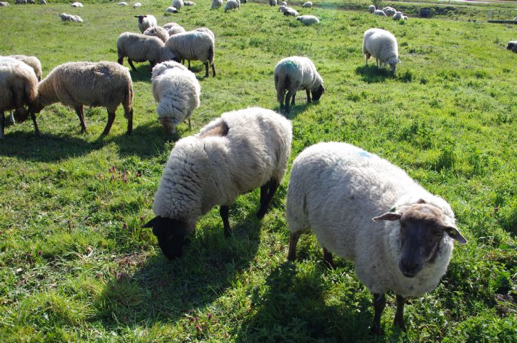 Begrazing met schapen draagt bij aan biodiversiteit en natuurbeleving. Begrazing met schapen draagt bij aan biodiversiteit en natuurbeleving.
