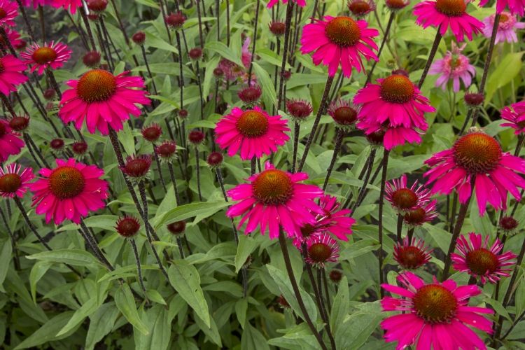 'Sensation Pink' 'Sensation Pink'