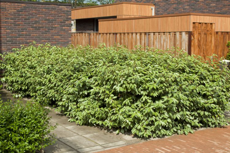 Elaeagnus ebbingei Elaeagnus ebbingei