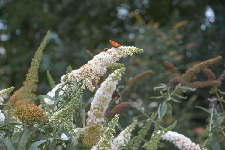 Vlindertuin Vlindertuin