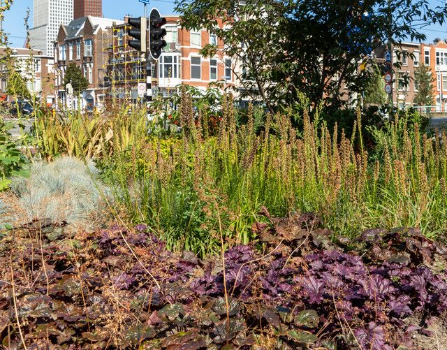 Groen in de stad Den Haag 