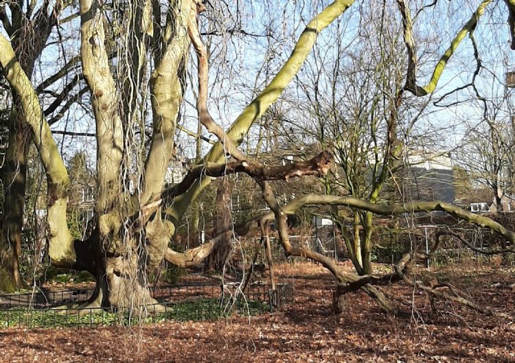 Treurbeuk in Arboretum Oudenbosch: sinds een jaar of vijftien mag het blad daaronder blijven liggen, waardoor de bodem - in tegenstelling tot daarvóór - helemaal doorworteld is en tjokvol schimmels zit. Bron: Ria Coenen