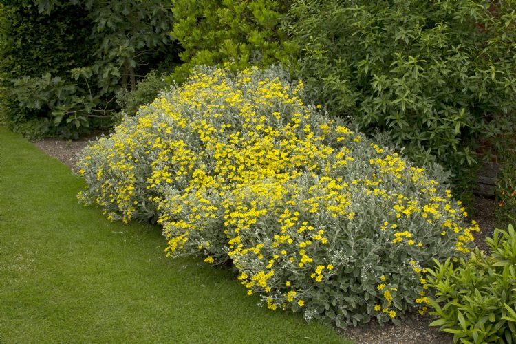 Brachyglottis 'Sunshine' Brachyglottis 'Sunshine'