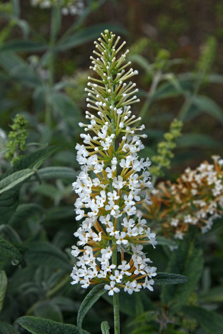 <i>Buddleja</i> 'White Ball' <i>Buddleja</i> 'White Ball'