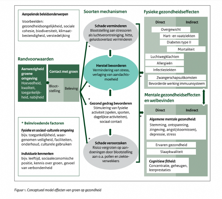 Het hele rapport is samengevat in dit conceptueel model van de effecten van groen op gezondheid. Bron: RIVM