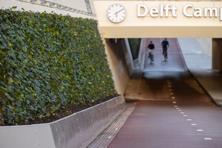 De kant-en-klaarhagen in de fietstunnel bij station Delft Campus 