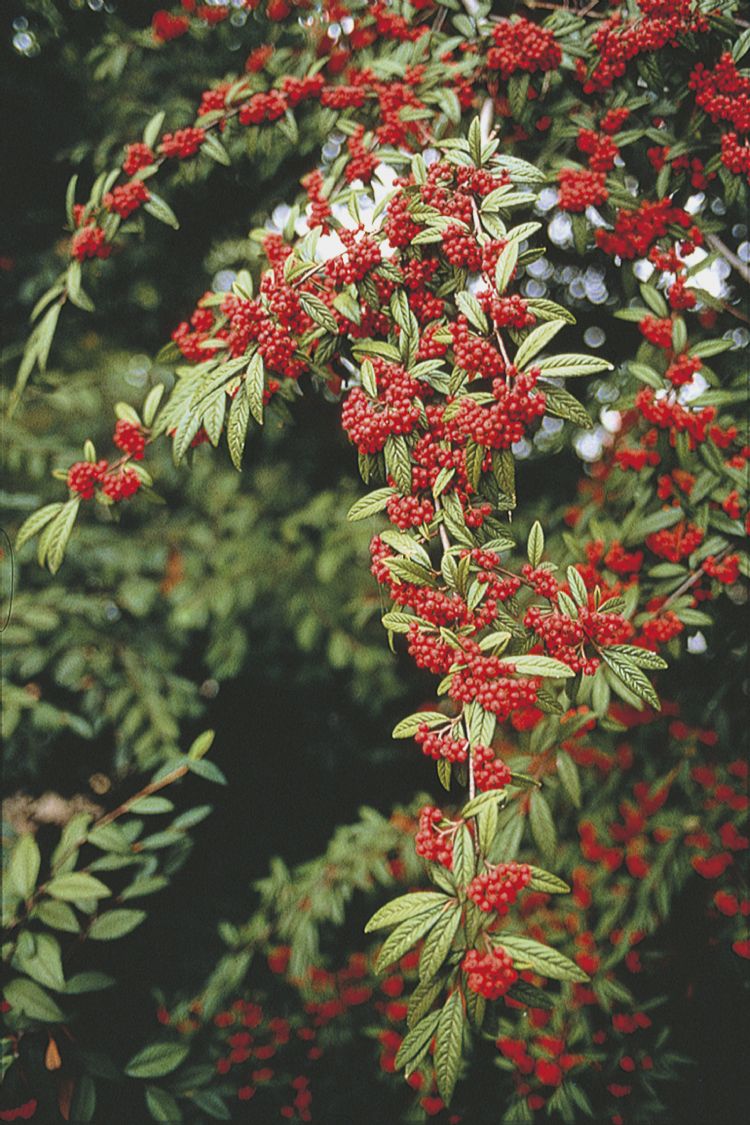 <i>Cotoneaster salicifolia</i> 'Darwil'