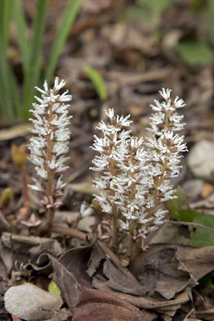 <i>Pachysandra procumbens</i>. <i>Pachysandra procumbens</i>.