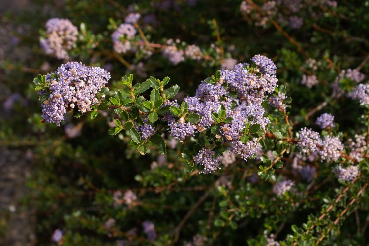 Ceanothus 'Blue Jeans' Ceanothus 'Blue Jeans'