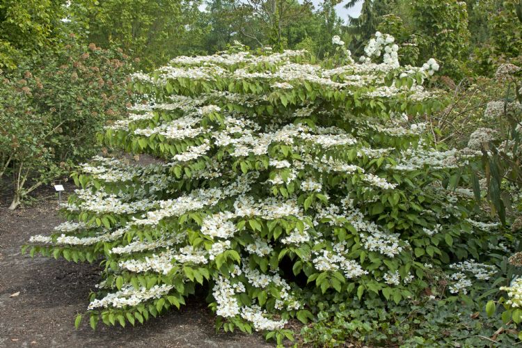 <i>Viburnum plicatum</i> 'Shasta'