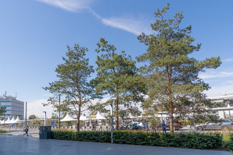 <i>Pinus sylvestris</i> bij Eindhoven Airport