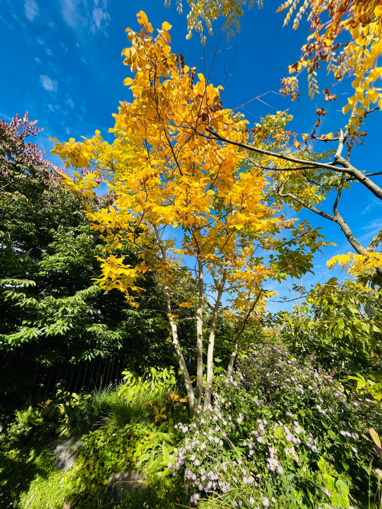 Juglans regia Juglans regia