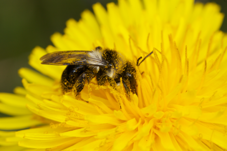My Garden of a Thousand Bees Foto-credits: Martin Dohrn