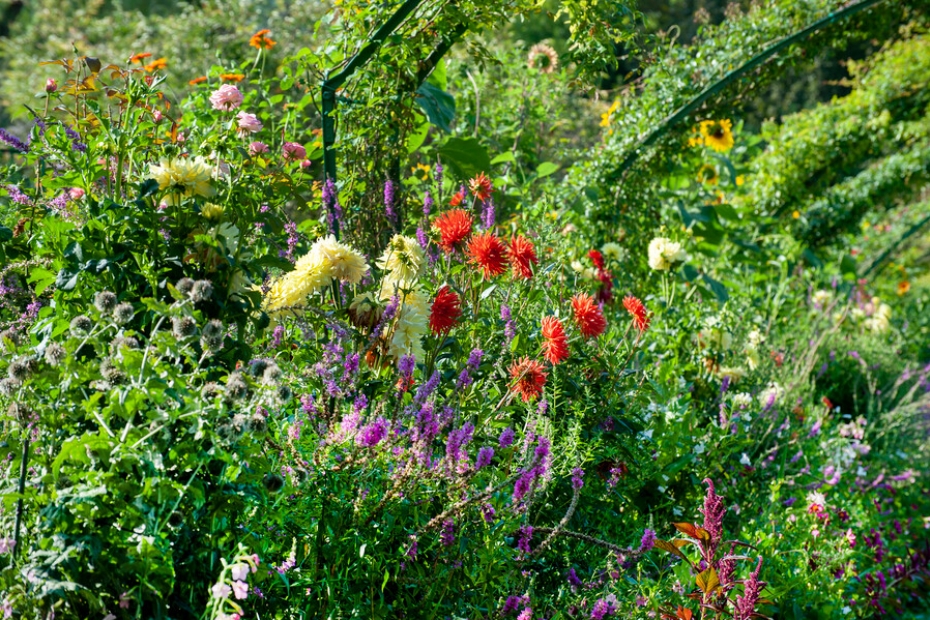 Dahlia - beeld door iBulb