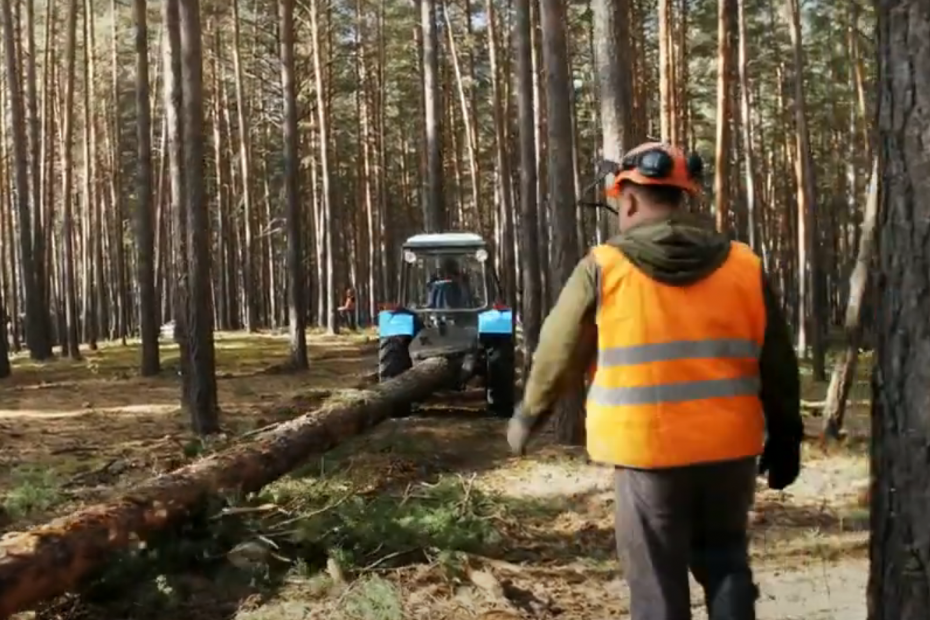 Bosbouw (screenshot uit video PEFC)