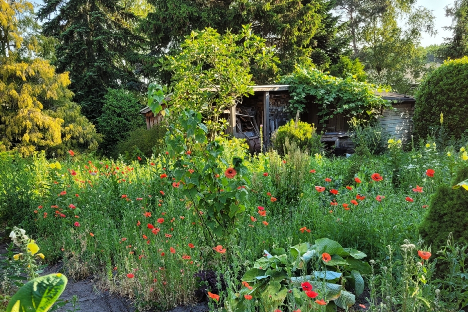 <Foto Bloemrijk Gennep_3> <Foto Bloemrijk Gennep_3>