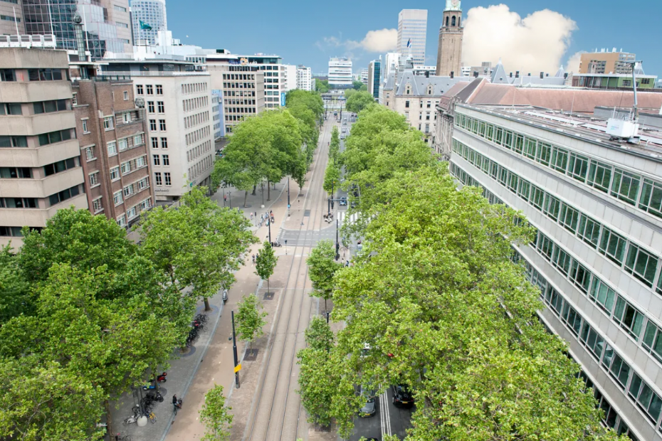 Treenovations in Rotterdam