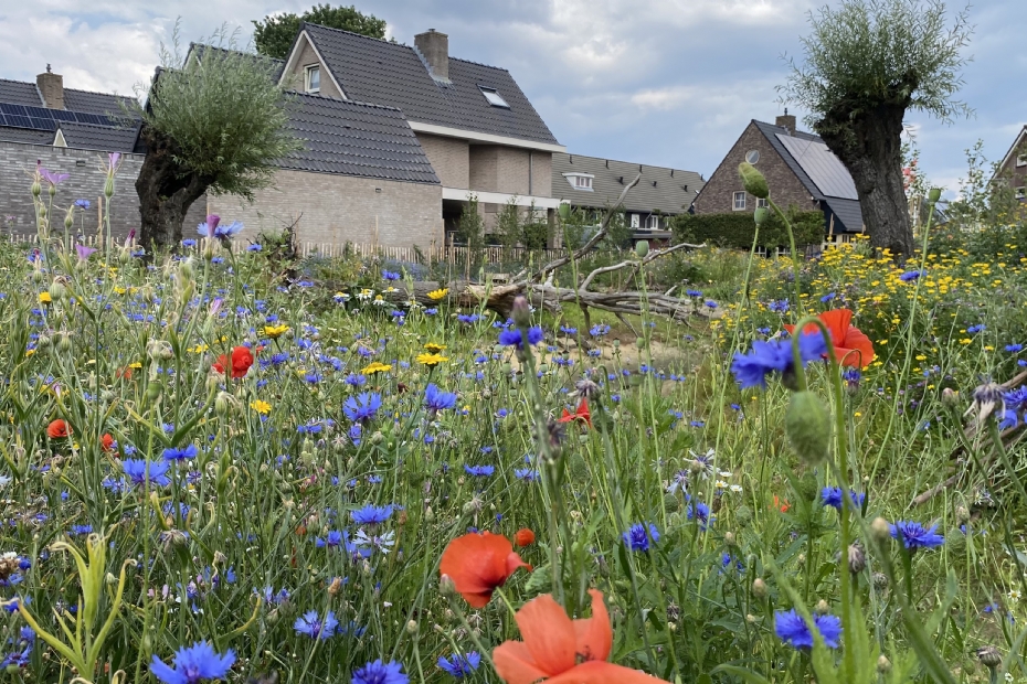 Eco-wadi in Mariaheide Eco-wadi in Mariaheide