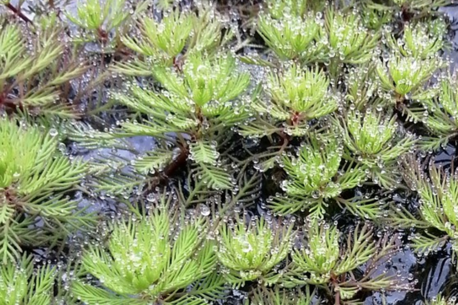 Rossig vederkruid (Myriophyllum rubricaule)