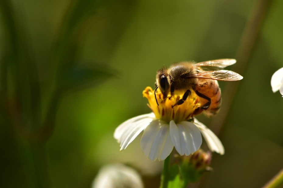 Een bij als bestuiver, pixabay