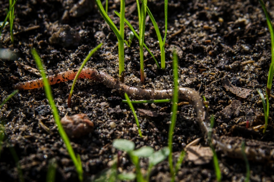 Regenwormen GreenGuard Regenwormen GreenGuard