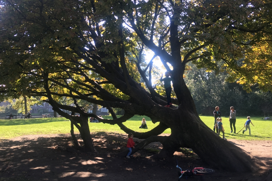 Spelende kinderen en een grote boom in Amsterdam