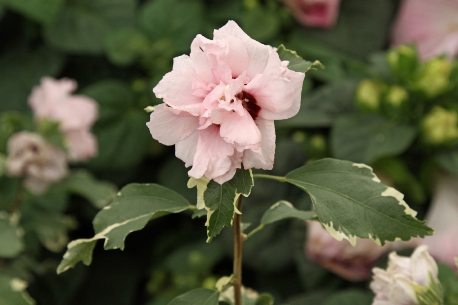 <i>Hibiscus syriacus</i> 'America Irene Scott' (SUGAR TIP)