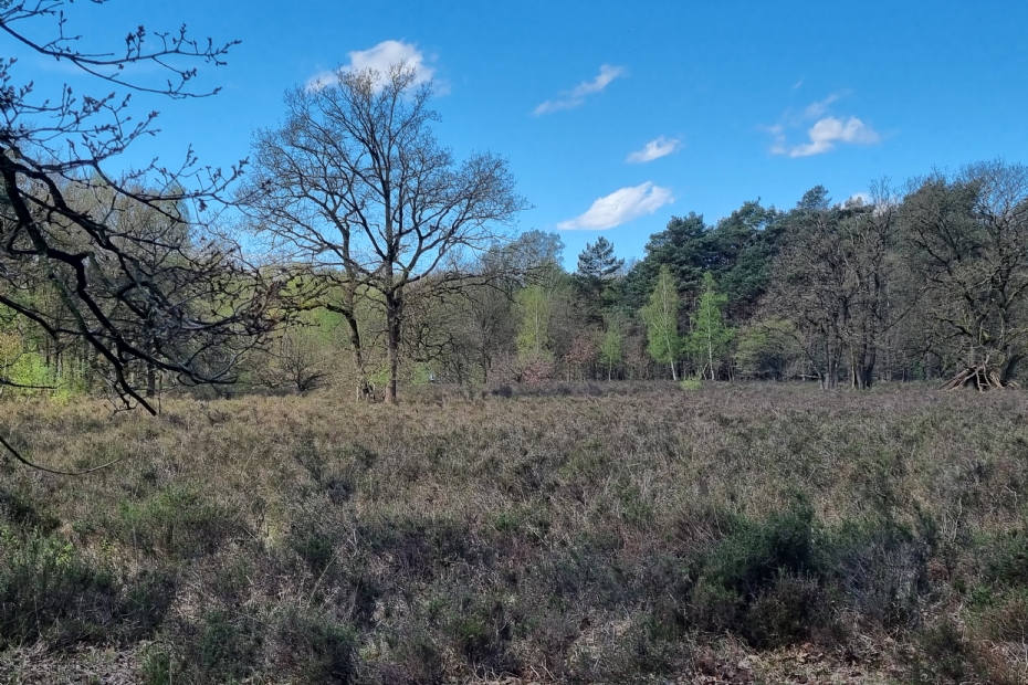 Heide in het bos Heumens Oord, gelegen tussen Nijmegen en Malden