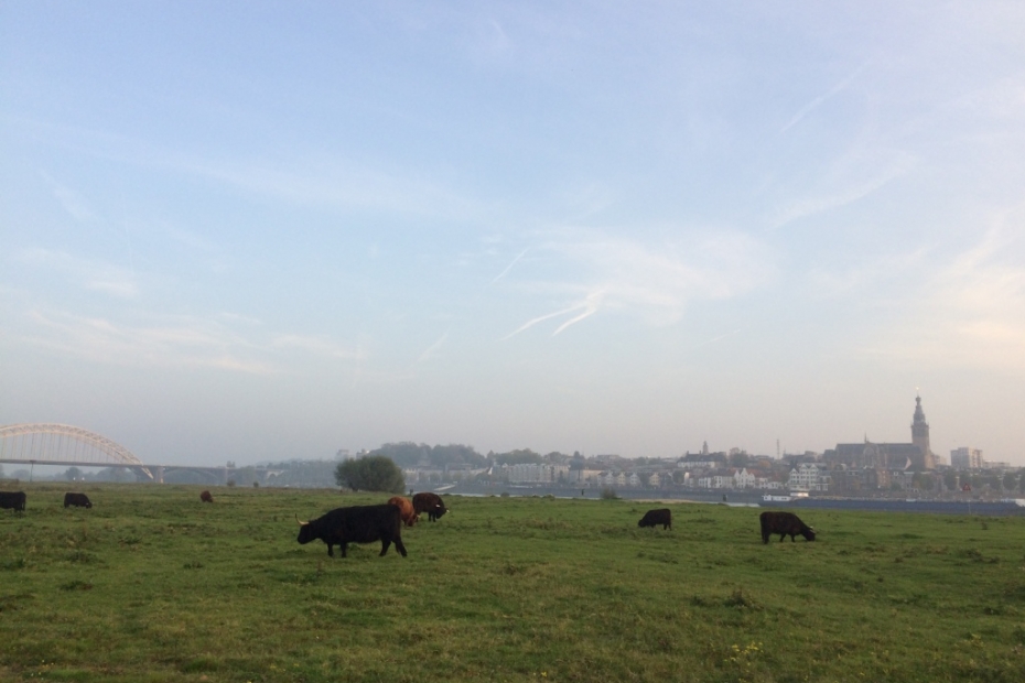 Schotse hooglanders in Nijmegen