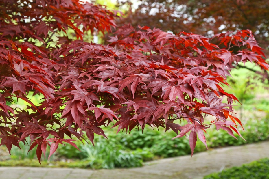 Acer palmatum 'Fireglow'