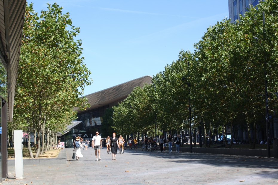 Bomenlaan bij station Rotterdam