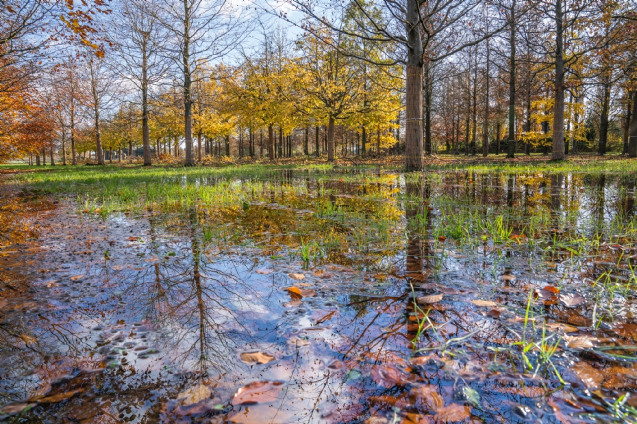 Nat, natter, natst: 2024 en eind 2023 waren niet altijd makkelijk voor bomen die van droge voeten houden.