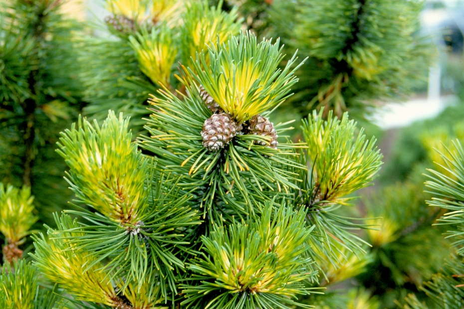 <i>Pinus mugo</i> 'Marand' <i>Pinus mugo</i> 'Marand'