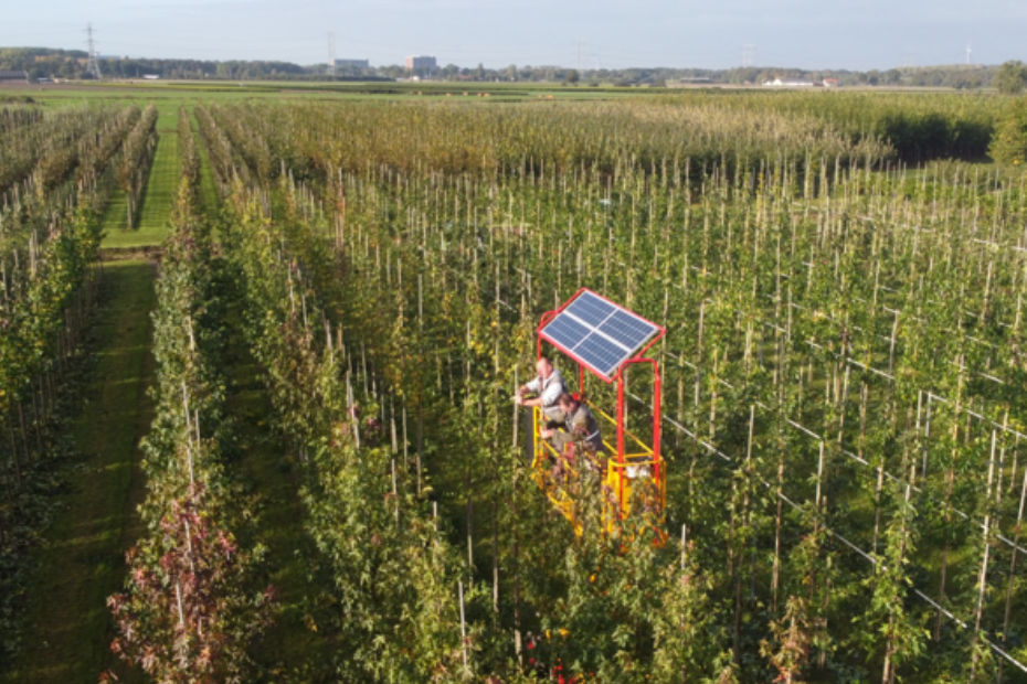 De snoeiplateaus worden bij Boomkwekerij Udenhout elektrisch aangedreven.