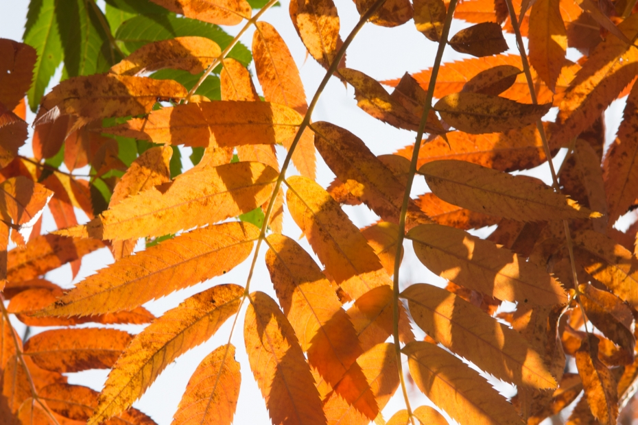 <i>Sorbus Dodong</i> <i>Sorbus Dodong</i>