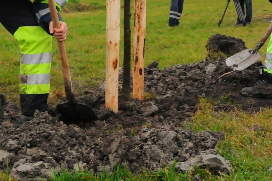 Bomen planten. Beeld ter illustratie