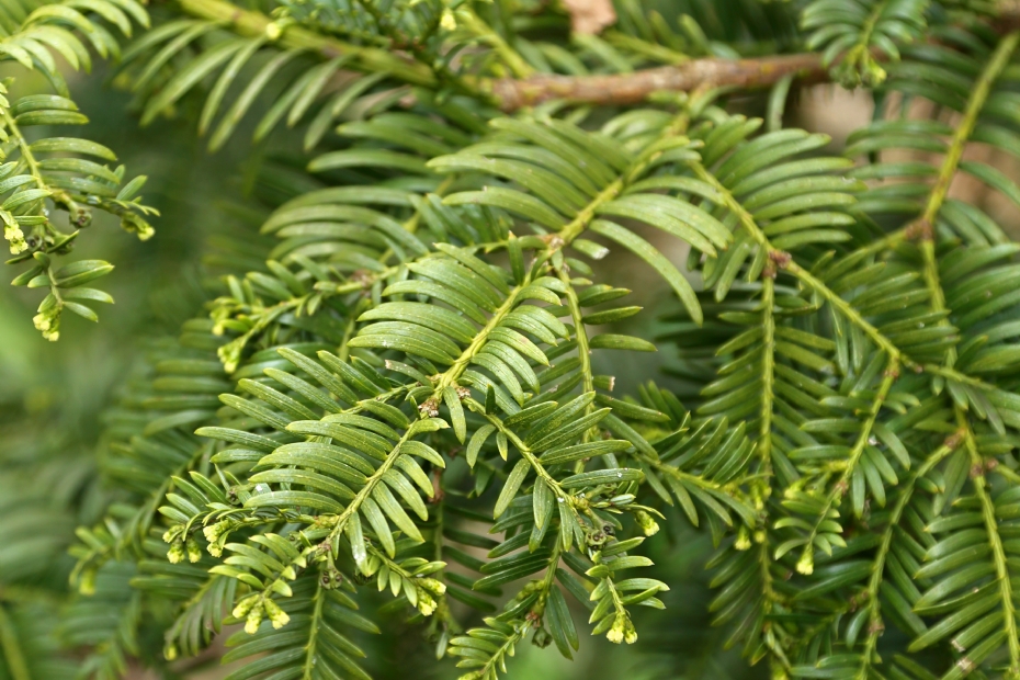 <i>Cephalotaxus harringtonii</i>