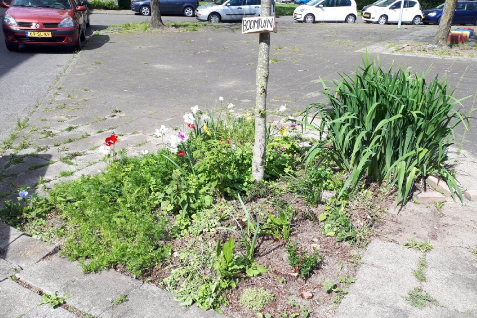 Een boomspiegel omgevormd tot 'boomtuin' in Utrecht