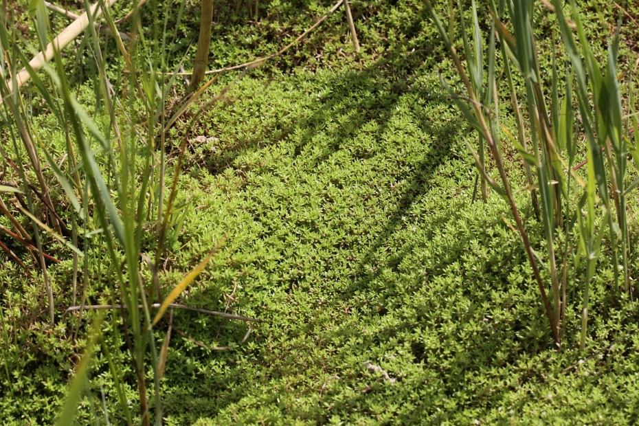 Crassula helmsii, Watercrassula, Saxifraga-Peter Meininger free nature images