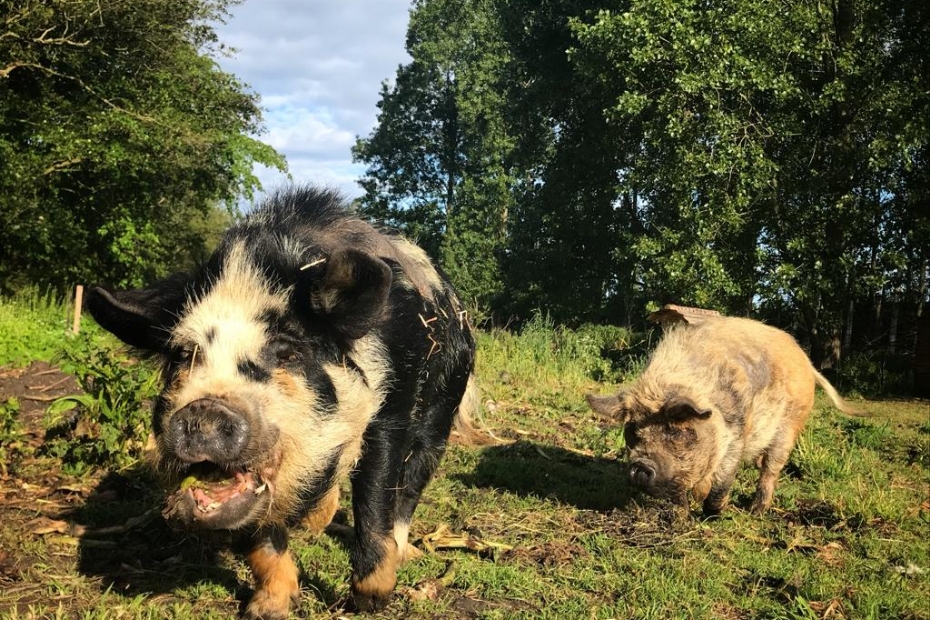 <geen titel> <geen titel>