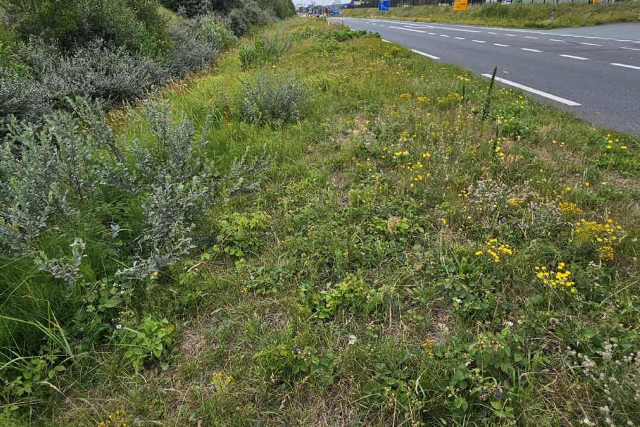 Bermenonderzoek Kleurkeur in Houten (beeld: Koen Verhoogt)