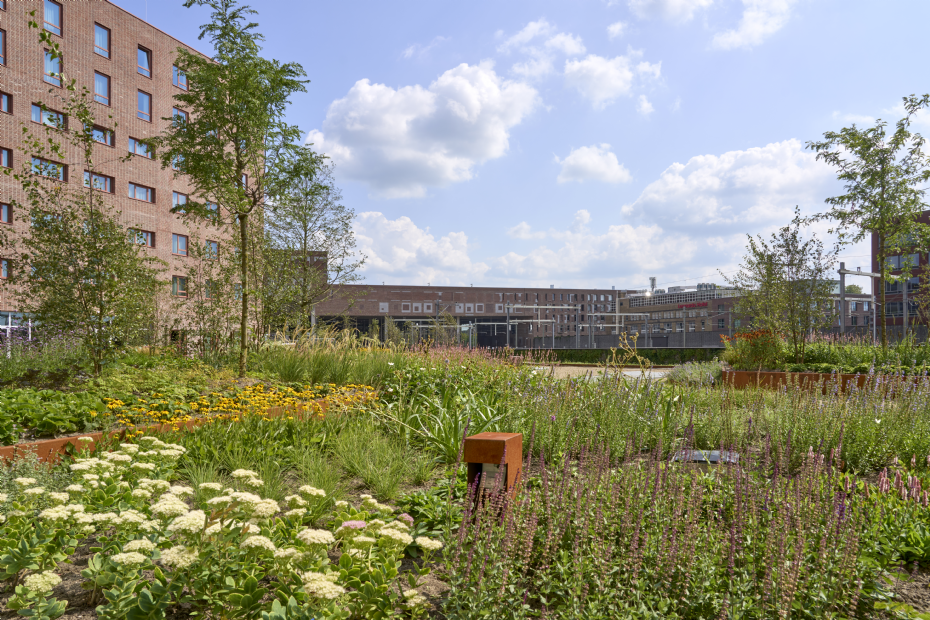 Foto ter illustratie: aan het spoor in hartje Breda is een daktuin gerealiseerd op het gebouwencomplex 5TRACKS
