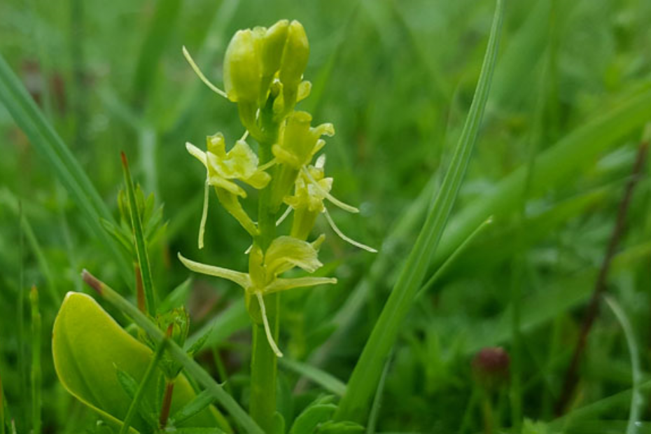 De groenknolorchis is een kwetsbare en zeldzame soort, die voorkomt op een aantal eilanden in de Grevelingen, in de duinen van Voorne en Goeree en de Nieuwkoopse Plassen