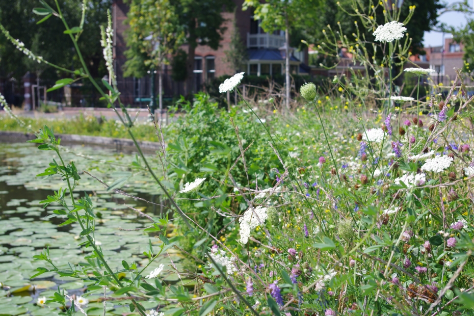 De vele watergangen die Leiden rijk is, brengen veel biodiversiteit in de stad